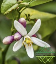 الليمون البرازيلي
Brazilian Lime - Image 6