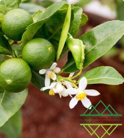 الليمون البرازيلي Brazilian Lime