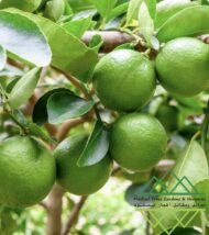 الليمون البرازيلي
Brazilian Lime - Image 2