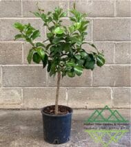 الليمون البرازيلي
Brazilian Lime - Image 3