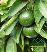 الليمون البرازيلي
Brazilian Lime - Image 4