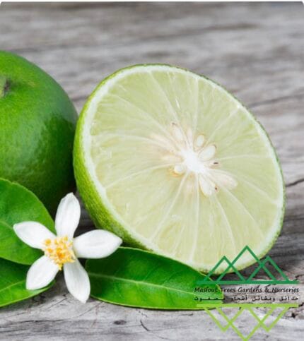 الليمون المحلي
Local Lemon