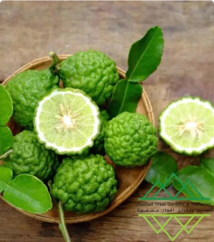 الليمون التايلندي Thai lime