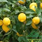 الليمون اللبناني
Citrus limon
