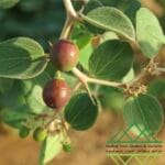 السدر العربي
‏Arabian Sidr