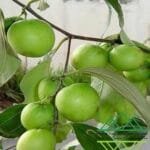 السدر التايلندي حلو الثمر‏	Thai Sweet Sidr