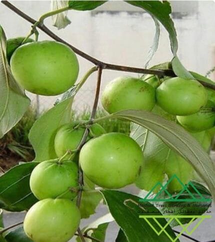 السدر التايلندي حلو الثمر
Thai Sweet Sidr
