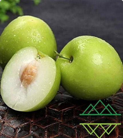 السدر الباكستاني كبير الثمار Pakistani Jumbo Sidr