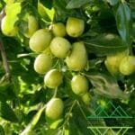 السدر الماليزي عالي الإنتاج ‏Malaysian High-Yield Sidr