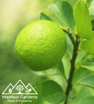 ليمون برازيلي