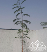 ⁦فيّ (ليوسينا)⁩ - الصورة ⁦4⁩
