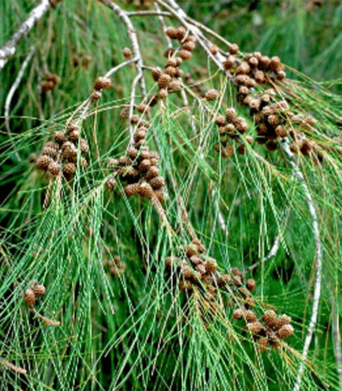 Casuarina