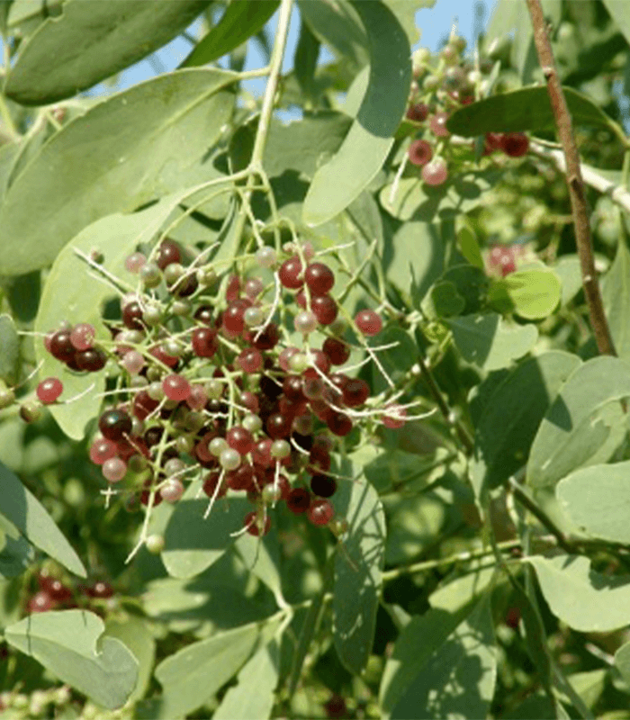 Salvadora Persica