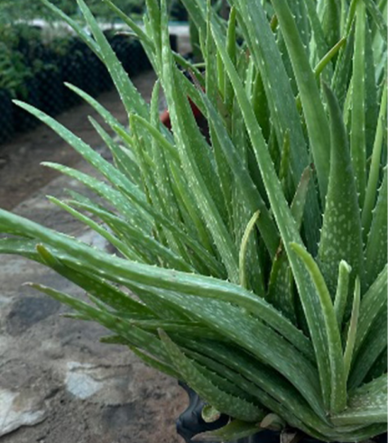 "Aloe vera "