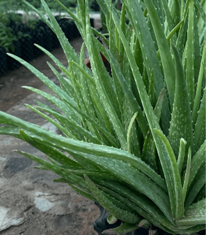 "Aloe vera "