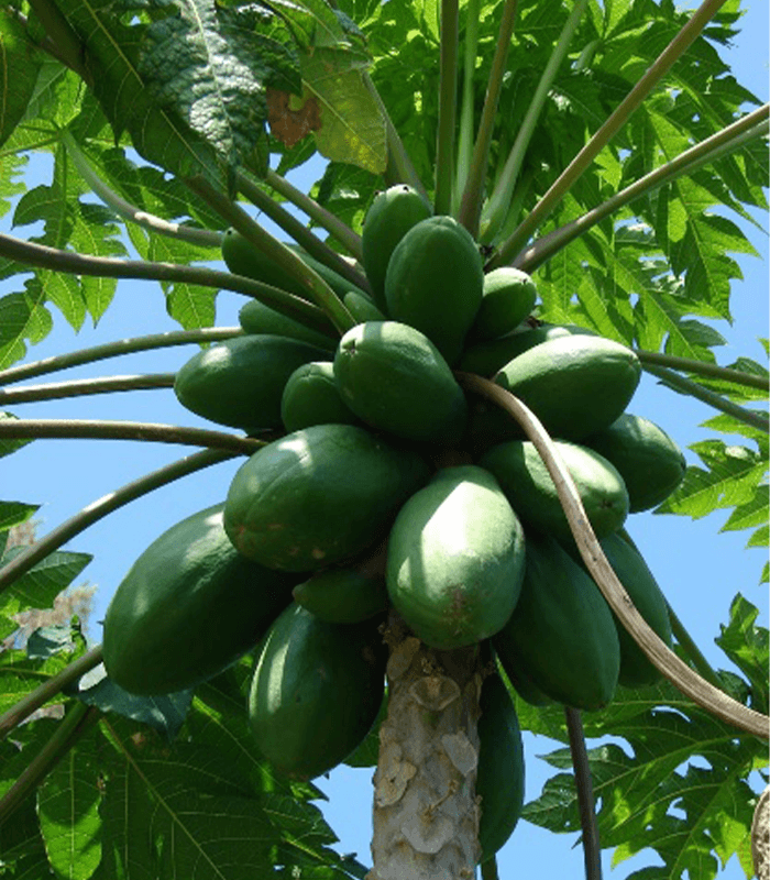 Carica papaya