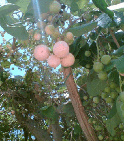 Cordia myxa