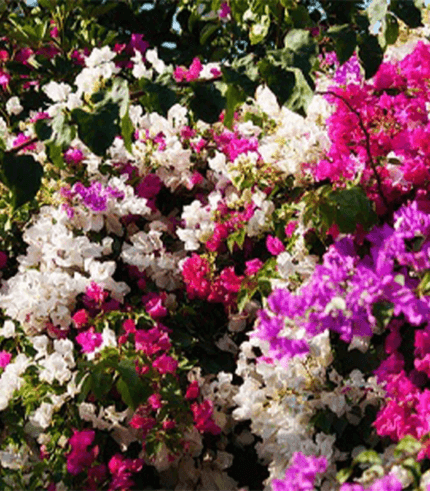 Bougainvillea Imperial