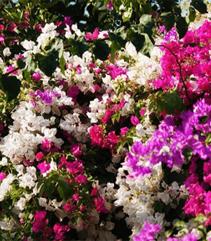 Bougainvillea Imperial