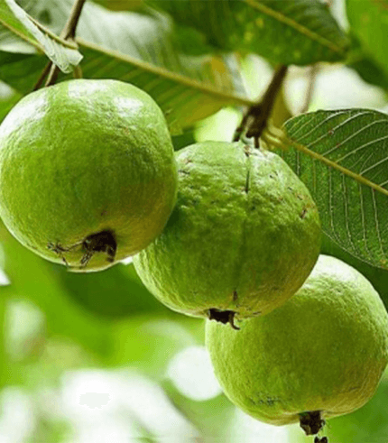 Psidium guajava