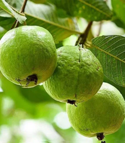 Psidium guajava