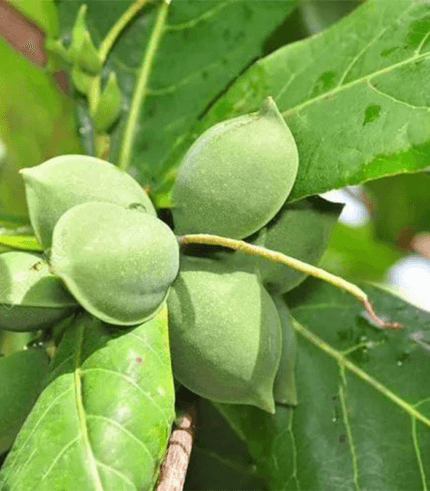 Indian Almond