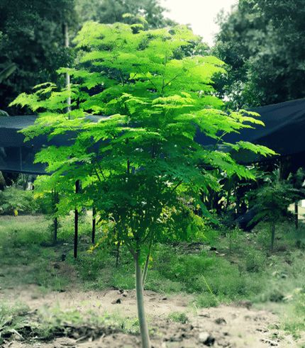 Moringa Oliefera