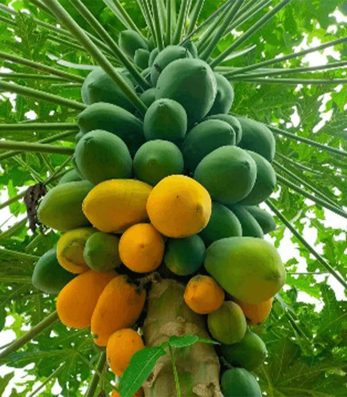 Red Lady Papaya