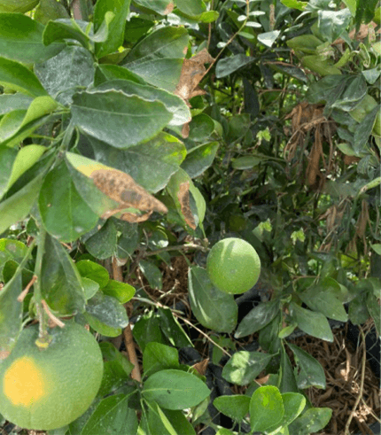 Citrus sinensis