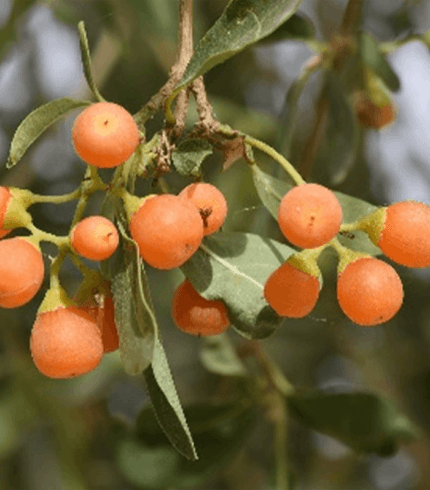 Cordia sinensis