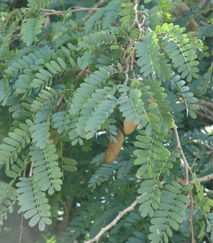 Tamarindus indica