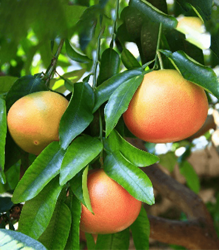 citrus pandisi