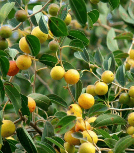 Ziziphus spina-christi