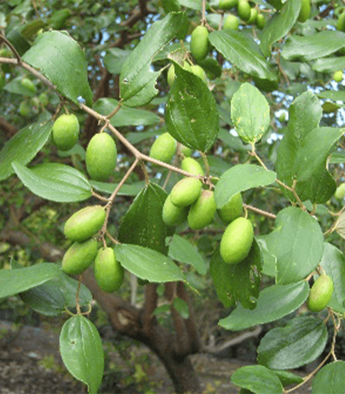 Ziziphus jujuba