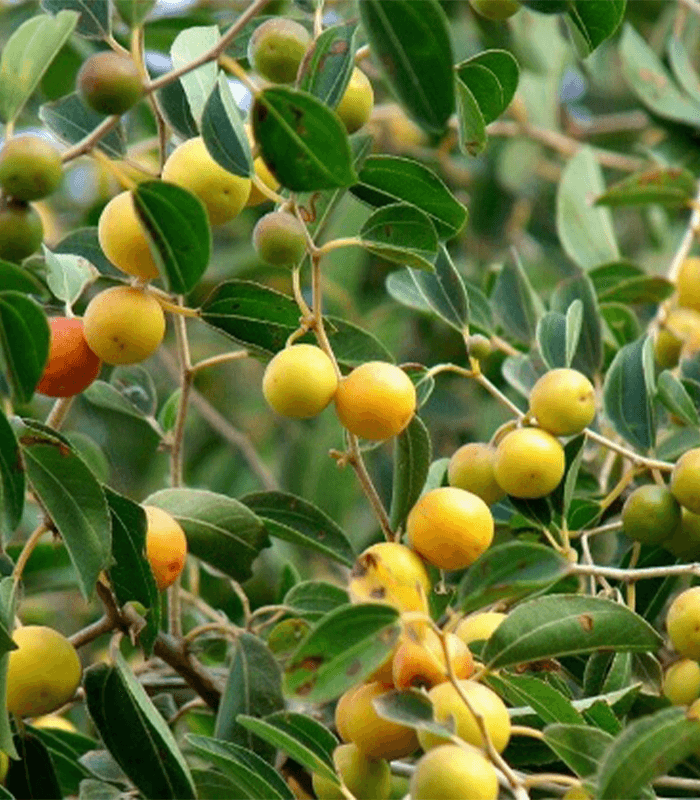 Ziziphus spina-christi