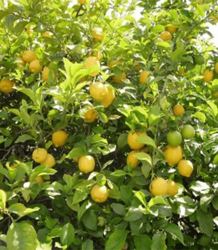 Citrus limon