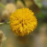 طلح العنبر او الفتنة Sweet Acacia - Image 4