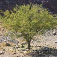طلح العنبر او الفتنة Sweet Acacia - Image 5