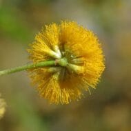 طلح العنبر او الفتنة Sweet Acacia - Image 6