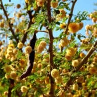 طلح العنبر او الفتنة Sweet Acacia - Image 7