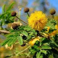 طلح العنبر او الفتنة Sweet Acacia - Image 3