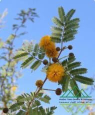 طلح العنبر او الفتنة Sweet Acacia - Image 2