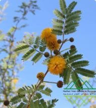 طلح العنبر او الفتنة Sweet Acacia