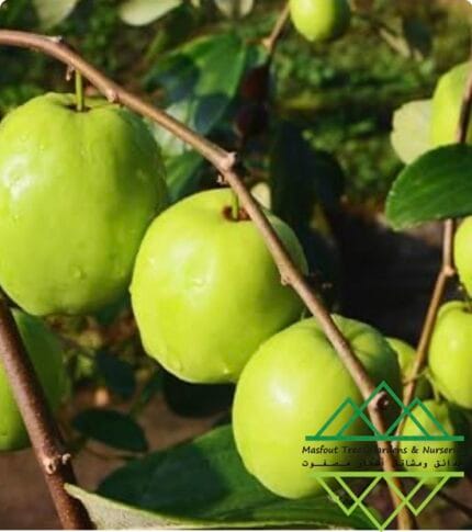 السدر التفاحي الأمريكي الفاخر
American Apple Sidr