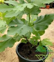 تين جاسم الذهبي
Jasem Golden Fig - Image 2