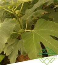 تين جاسم الذهبي
Jasem Golden Fig - Image 6