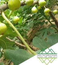 تين جاسم الذهبي
Jasem Golden Fig - Image 7