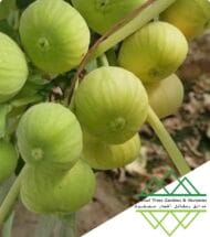 تين جاسم الذهبي
Jasem Golden Fig - Image 8