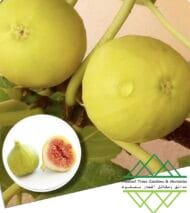 تين جاسم الذهبي
Jasem Golden Fig - Image 9