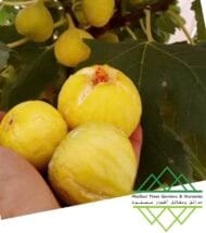 تين جاسم الذهبي
Jasem Golden Fig - Image 10